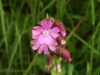 Red Campion (Silene dioica)