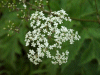 Cow Parsley (Anthriscus sylvestris)