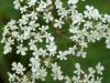 Cow Parsley (Anthriscus sylvestris)