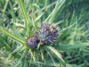 Budding Thistle