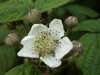 Bramble/Blackberry flower (Rubus fruticosus agg)
