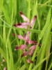 Common Fumitory (Fumaria officinalis)