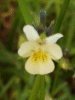 A relative of the Field Pansy (Viola arvensis)