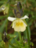 A relative of the Field Pansy (Viola arvensis)