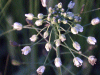 Shepherd's-Purse (Capsella bursa-pastoris)