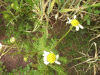 Scentless Mayweed (Matricaria perforata)