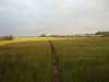Public path through the ripening grain fields