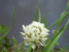White Clover/Dutch Clover (Trifolium repens)