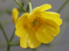 Meadow Buttercup (Ranunculus acris)