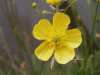 Meadow Buttercup (Ranunculus acris)