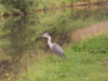 Heron beside the canal