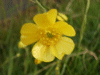 Meadow Buttercup (Ranunculus acris)