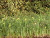 Yellow Irises (Iris pseudacorus) and Red Campion (Silene dioica) on the other side of the canal