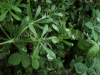 Marsh Bedstraw (Galium palustre)