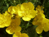 Meadow Buttercups (Ranunculus acris)
