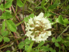 White Clover/Dutch Clover (Trifolium repens)