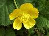 Meadow Buttercup (Ranunculus acris)