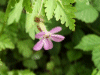 Herb-Robert (Geranium robertianum)