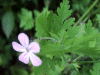 Herb-Robert (Geranium robertianum)