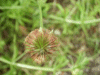 Wood Avens/Herb Bennet (Geum urbanum)