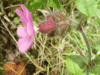 Red Campion (Silene dioica)