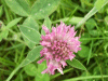 Red Clover (trefolium repens)