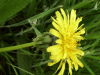 Dandelion (Taraxacum officinale)