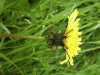 Dandelion (Taraxacum officinale)
