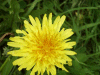 Dandelion (Taraxacum officinale)