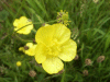 Meadow Buttercup (Ranunculus acris)