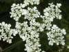 Cow Parsley (Anthriscus sylvestris)