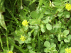 Black Medick (Medicago lupulina)