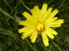 Possible Hawkweed Ox-tongue (Picris hieracioides)