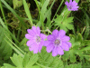 Dove's-Foot Crane's-Bill (Geranium molle)