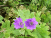 Dove's-Foot Crane's-Bill (Geranium molle)