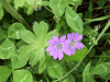 Dove's-Foot Crane's-Bill (Geranium molle)