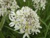 Hogweed (Heracleum sphondylium)