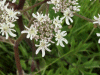 Hogweed (Heracleum sphondylium)