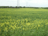 Budding field of Rape Seed Flowers (Brassica napus)