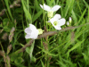 Cuckoo Flowers (Cardamine pratensis agg)