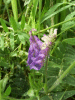 Tufted Vetch (Vicia cracca)
