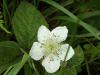 Bramble/Blackberry flower (Rubus fruticosus agg)