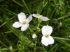 Cuckoo Flowers (Cardamine pratensis agg)