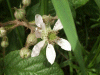 Bramble/Blackberry flower (Rubus fruticosus agg)