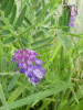 Tufted Vetch (Vicia cracca)