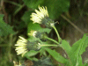 Smooth Sow-thistle (Sonchus oleraceus)