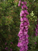 Digitalis Purpurea (ordinary wild foxglove)