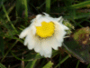 Daisy (Bellis perennis)