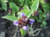 Self-heal (Prunella vulgaris)