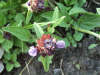 Self-heal (Prunella vulgaris)